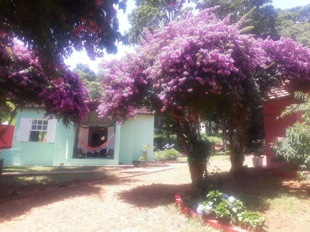 un árbol cubierto de flores púrpuras delante de una casa en Sítio Vila de Santa Barbara, en Caeté