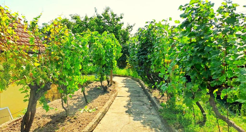 Zahrada ubytování Domek na vinohradech