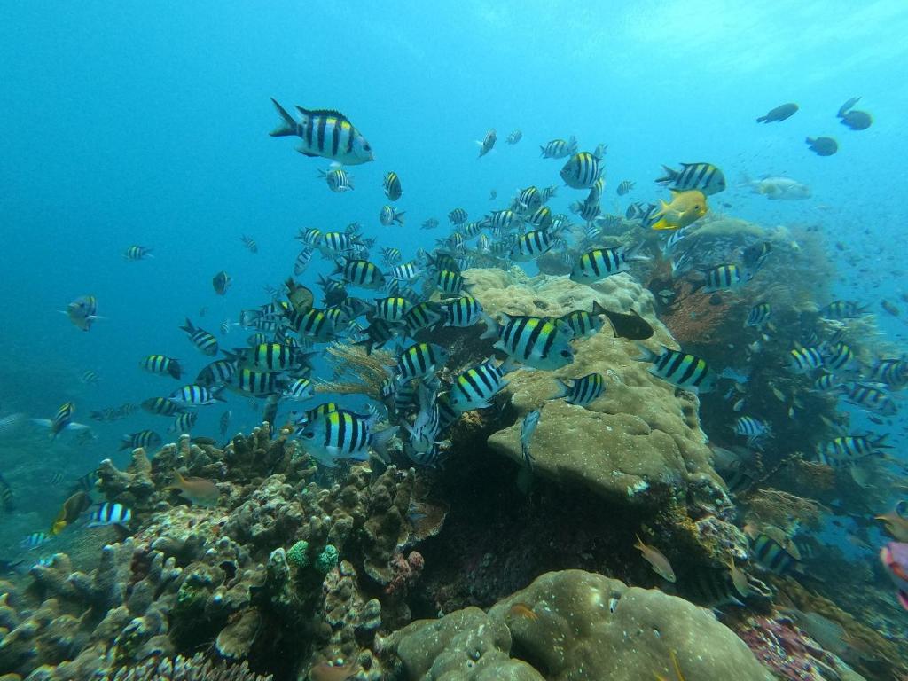 a coral reef with fish in the ocean at Or Mandira Homestay in Fam