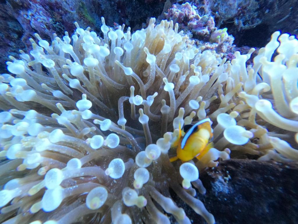 a clown fish sitting on top of an ocean coral at Or Mandira Homestay in Fam