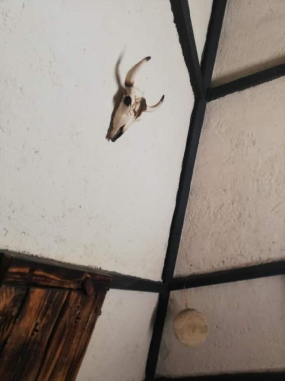 Zvířata v kempu nebo okolí