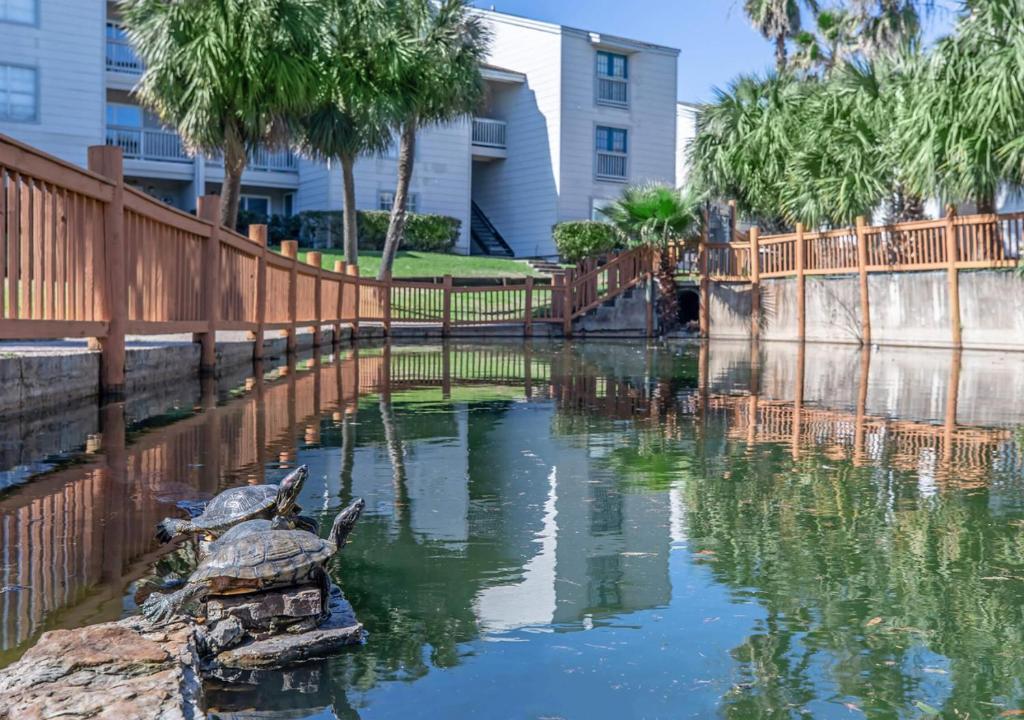 a pond with a turtle and a fence at Life Can Be A Beach in Galveston