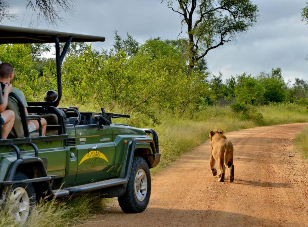 a lion walking down a dirt road next to a jeep at Kruger Safari Lodge in Manyeleti Game Reserve