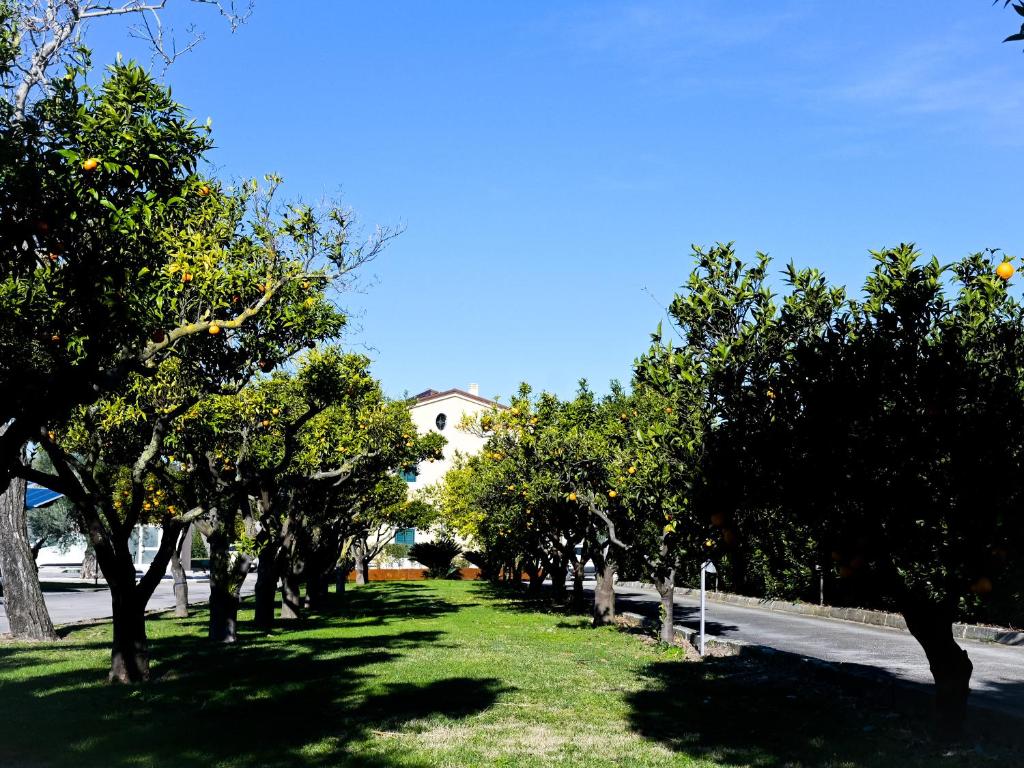 une rangée d'arbres sur le côté d'une route dans l'établissement DON PEPPE ROOMS : Villaggio Green, à SantʼAngelo in Formis