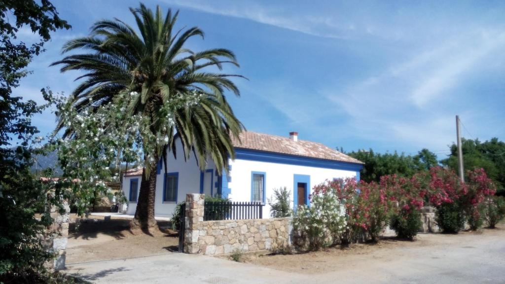 a palm tree in front of a white house at Casale Diletta in Castiadas