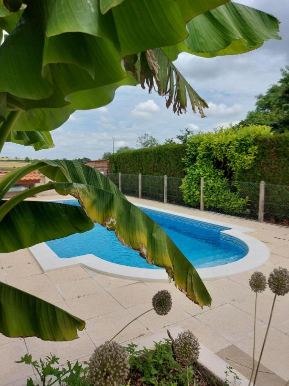 a swimming pool in a garden with a large green leaf at Les Roses de Jonzac in Mortiers