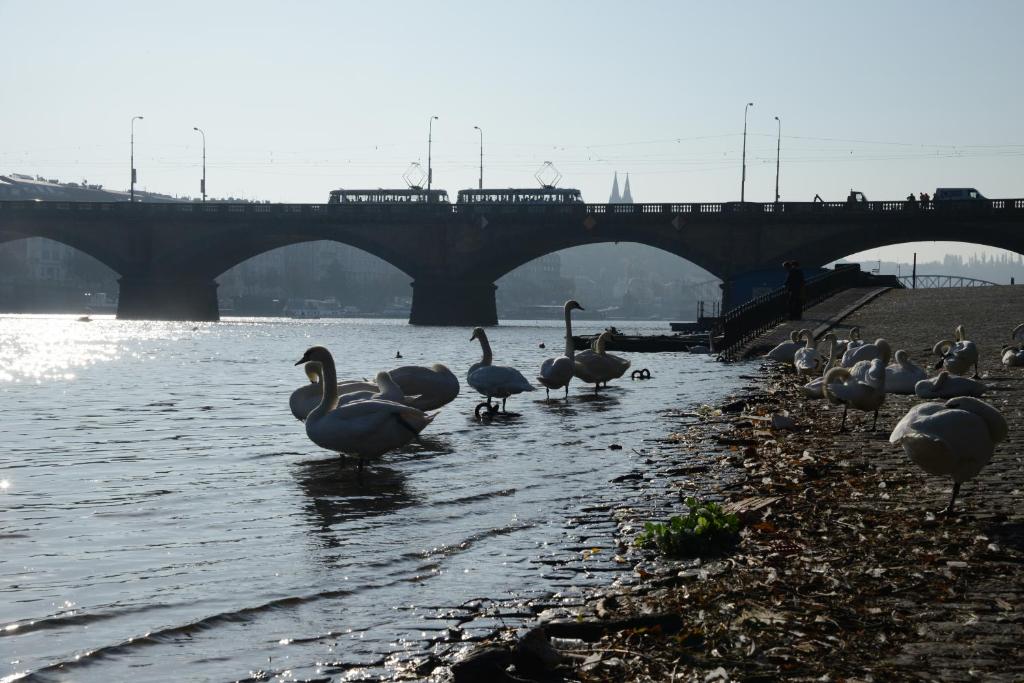 Quiet apartment in the Old Town - 16