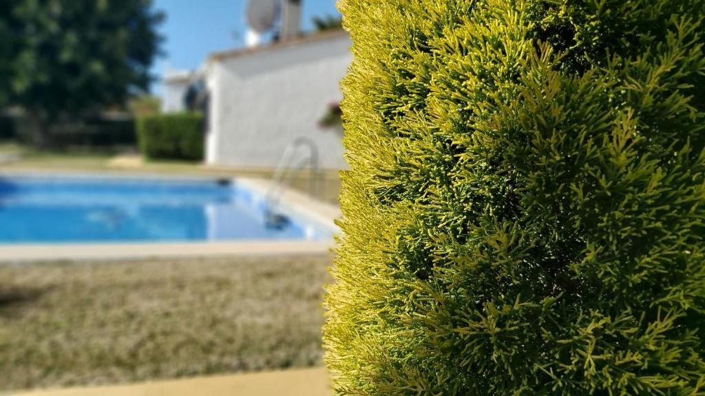 un arbusto verde junto a una piscina en Del Parque Flats Picasso Townhouse, en Marbella