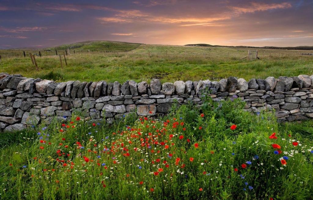 a stone wall in a field with flowers at 21 Callanish Luxury Pod in Callernish