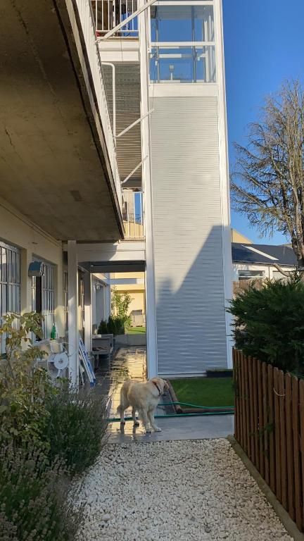 a dog standing outside of a house at Chez Hélène 3 étoiles, labellisé disabled PMR,pour 4 personnes chiens bienvenus-pet friendly in Bourg-Madame