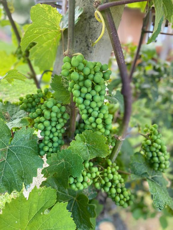 Zahrada ubytování Zweytick Gästezimmer Weingut