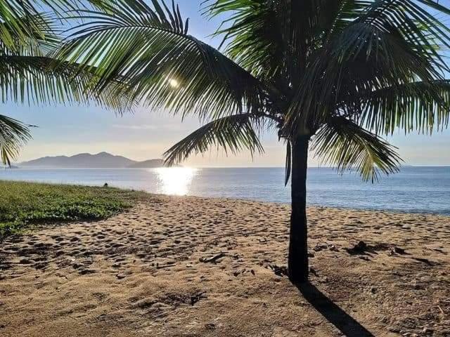 una palma su una spiaggia sabbiosa vicino all'oceano di Suítes Som do Mar a Caraguatatuba