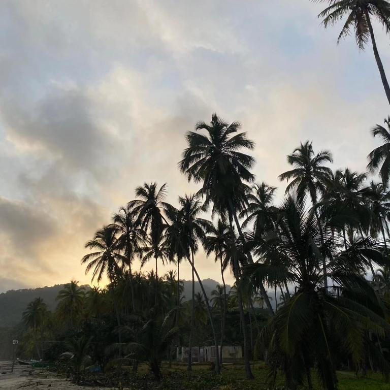 a group of palm trees on the beach at Los Achiotes Hostal - Palomino in Palomino