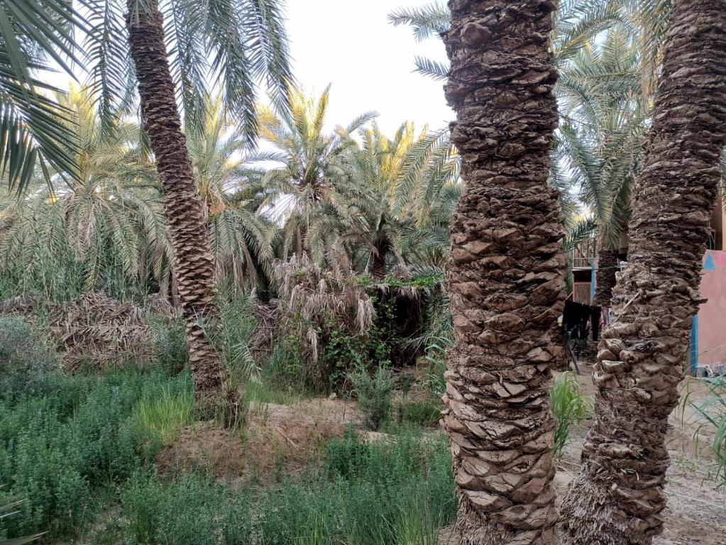 Zahrada ubytování Omar Oasis