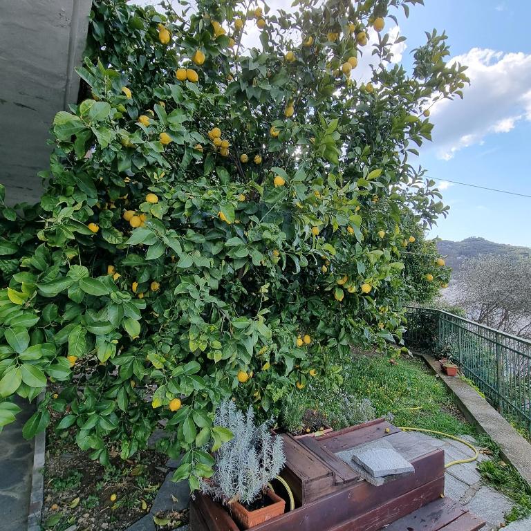 Zahrada ubytování B&B La Terrazza Sui Fieschi