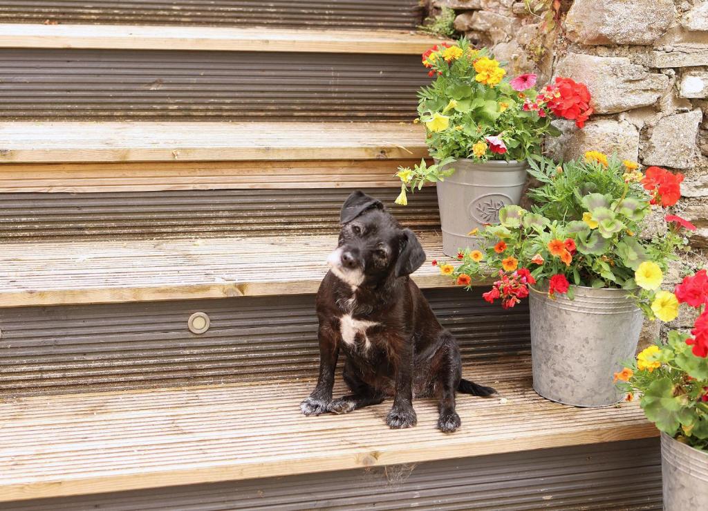 mały czarny pies siedzący na drewnianych schodach z kwiatami w obiekcie Pet-Friendly Logburner Horse Stable Views w mieście Hay-on-Wye