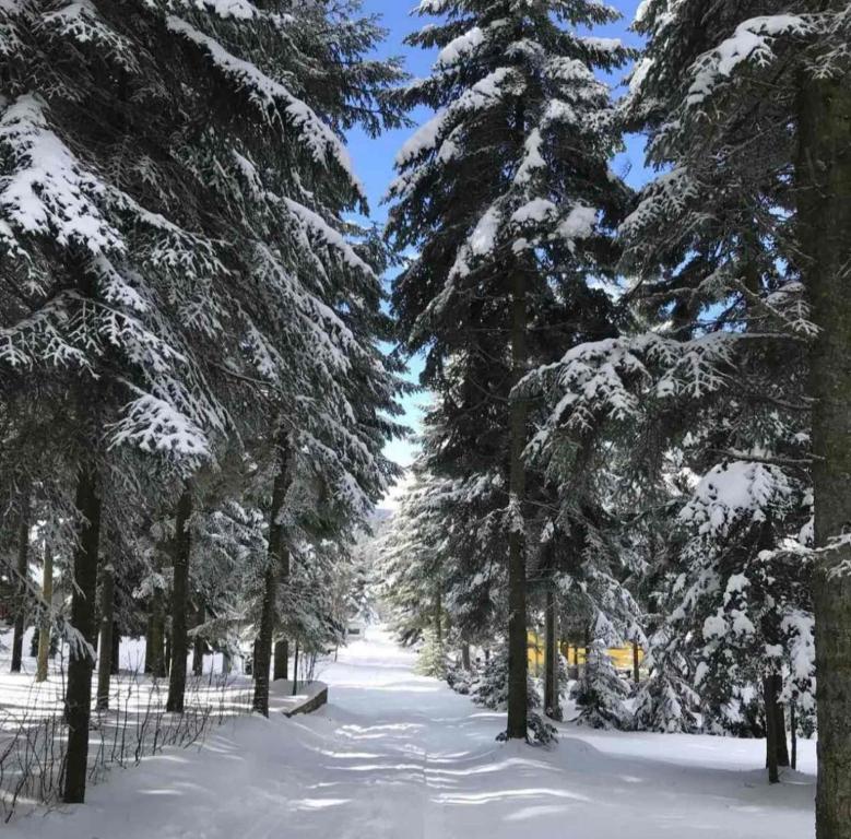 Povratak prirodi tokom zime