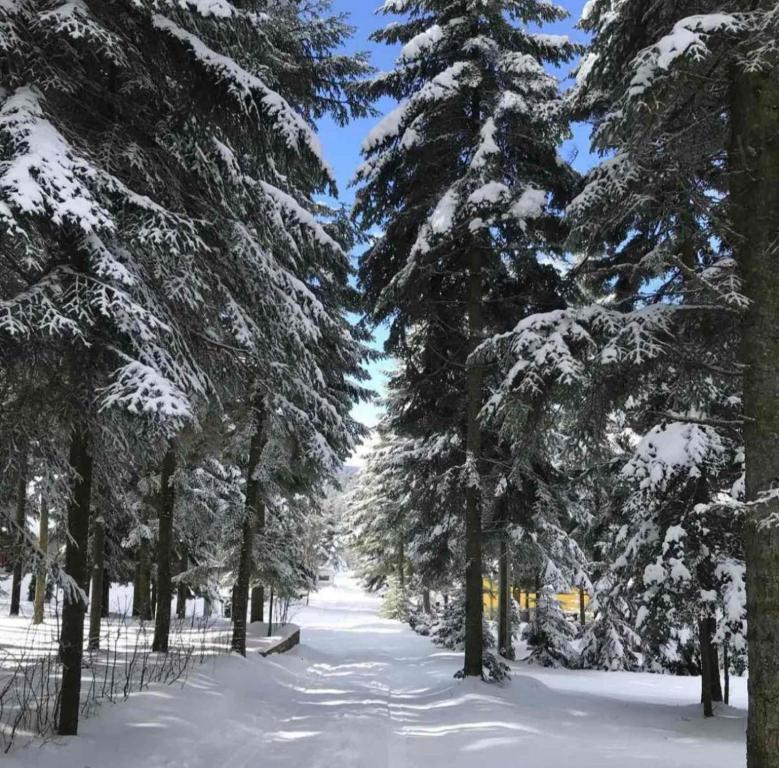 a snowy path through a forest with snow covered trees at Povratak prirodi in Divčibare