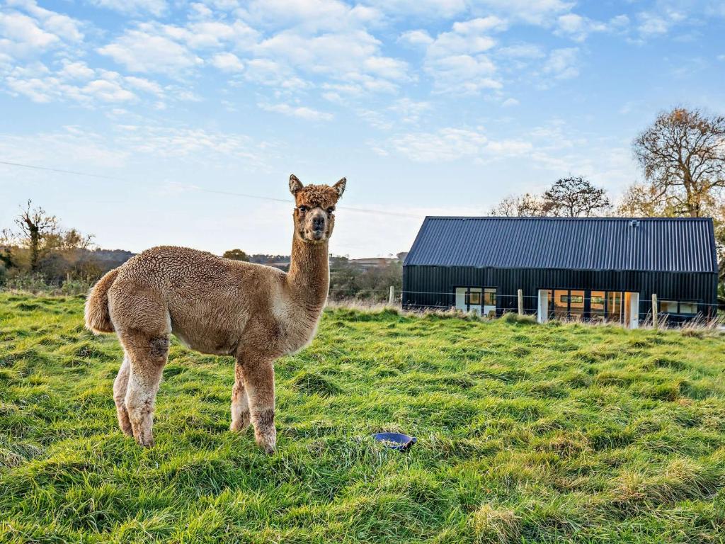 a llama standing in a field next to a barn at 3 Bed in Hollington 93331 in Hollington