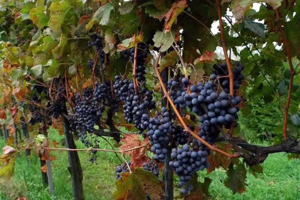 Fotografie z fotogalerie ubytování Vigne di Scanzo v destinaci Scanzorosciate