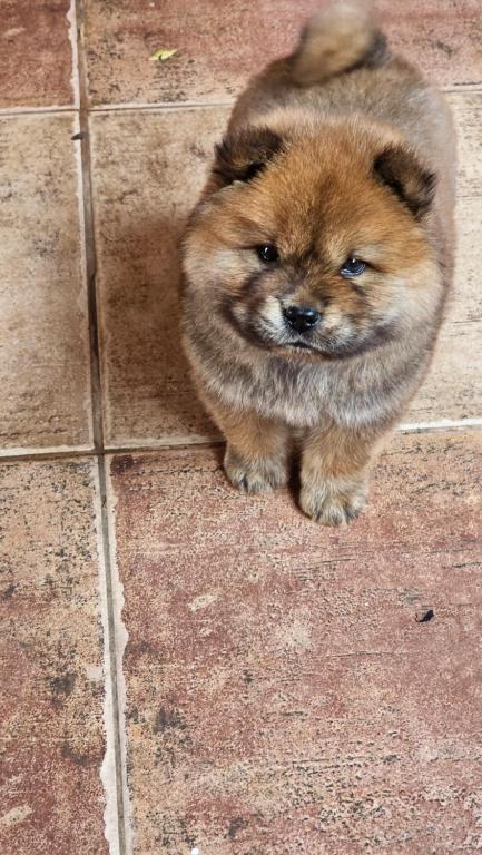 Domácí mazlíčci ubytovaní s hosty v ubytování Hotel Los Chow Chow