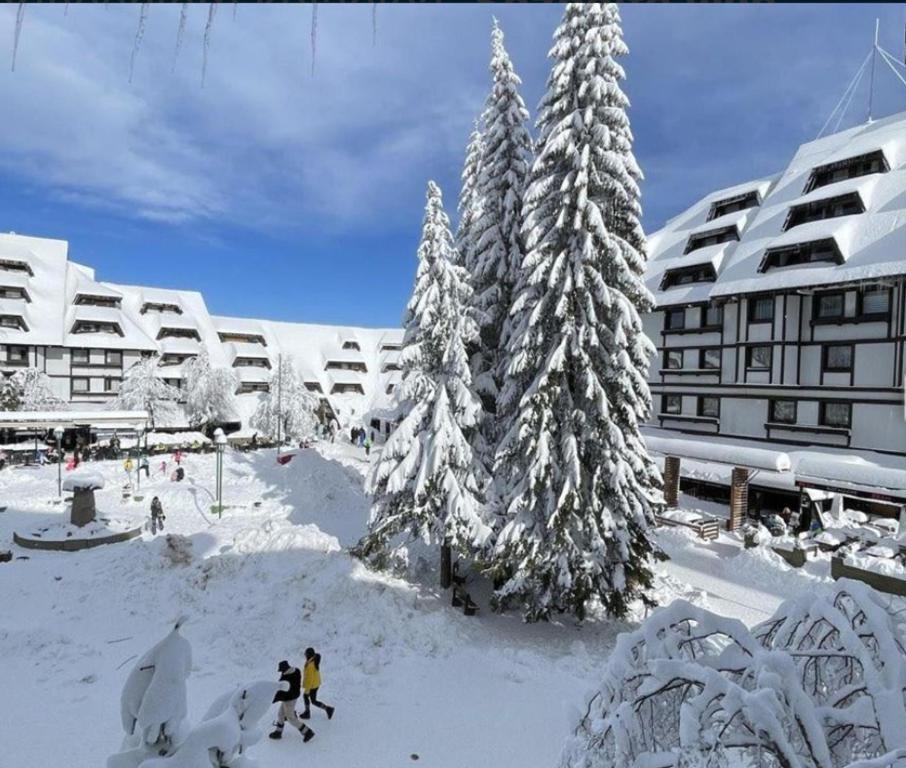 eine Gruppe von Menschen im Schnee bei schneebedeckten Bäumen in der Unterkunft Tim 135 Konaci-Angella Centar in Kopaonik