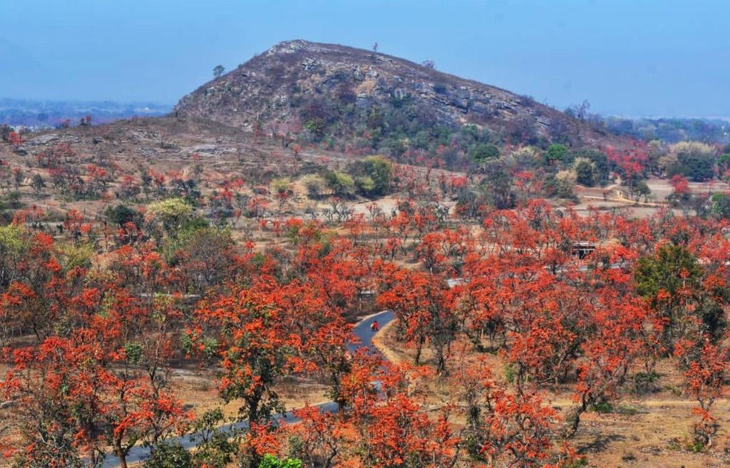 an autumn view of a mountain with red trees at PALASH Pahar Resort in Jhalida