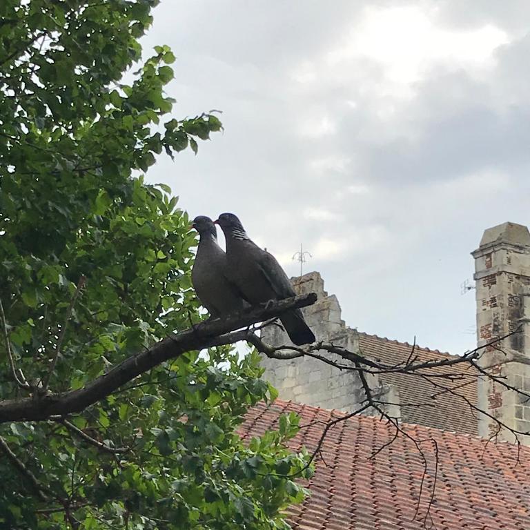 two birds sitting on top of a roof at La Maison Saint Joseph in Crépy-en-Valois