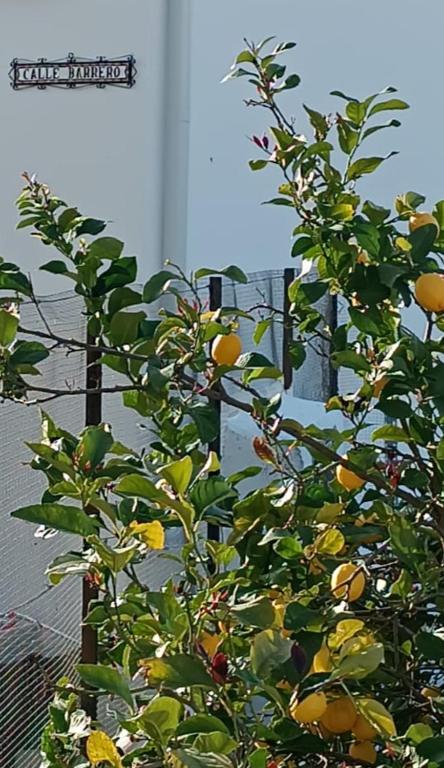 an orange tree with lots of oranges on it at Zahara Lovers in Zahara de la Sierra
