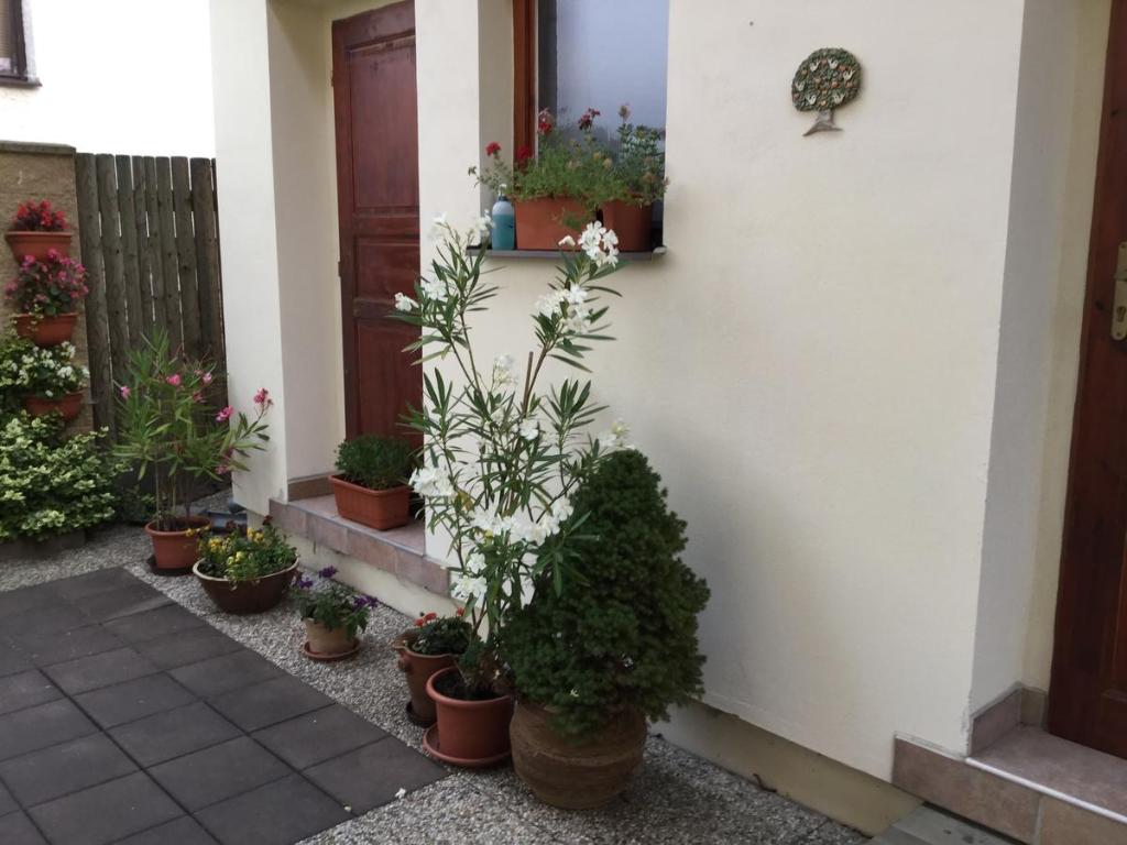 Zahrada ubytování Pension 325