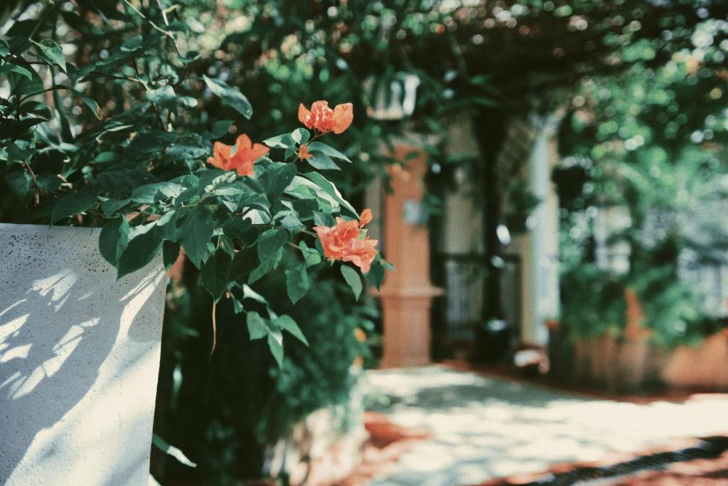 Zahrada ubytování hotel plaza BRISAS MT
