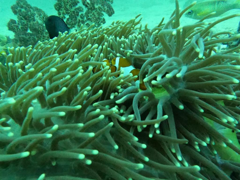 an underwater picture of a coral reef at Or Mandira Homestay in Fam