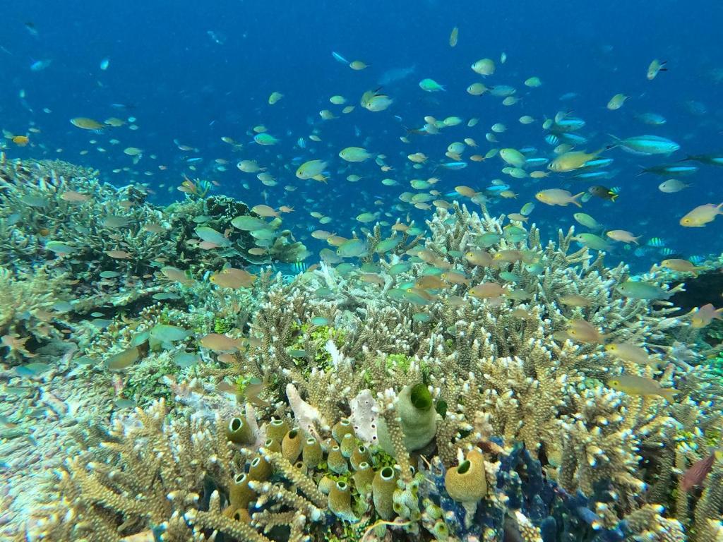 a coral reef with fish in the ocean at Or Mandira Homestay in Fam