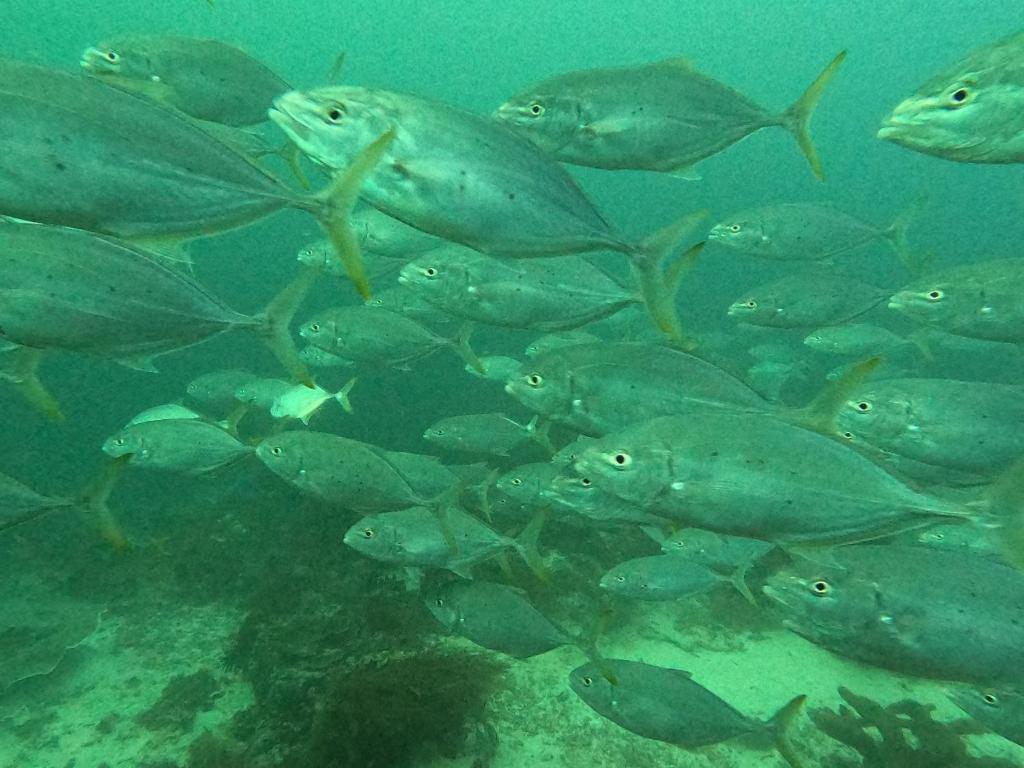 a group of fish swimming in the water at Or Mandira Homestay in Fam