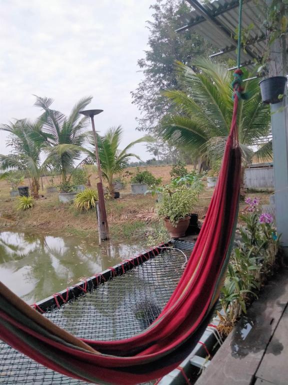 a hammock in a garden with palm trees in the background at บ้านเช่า 