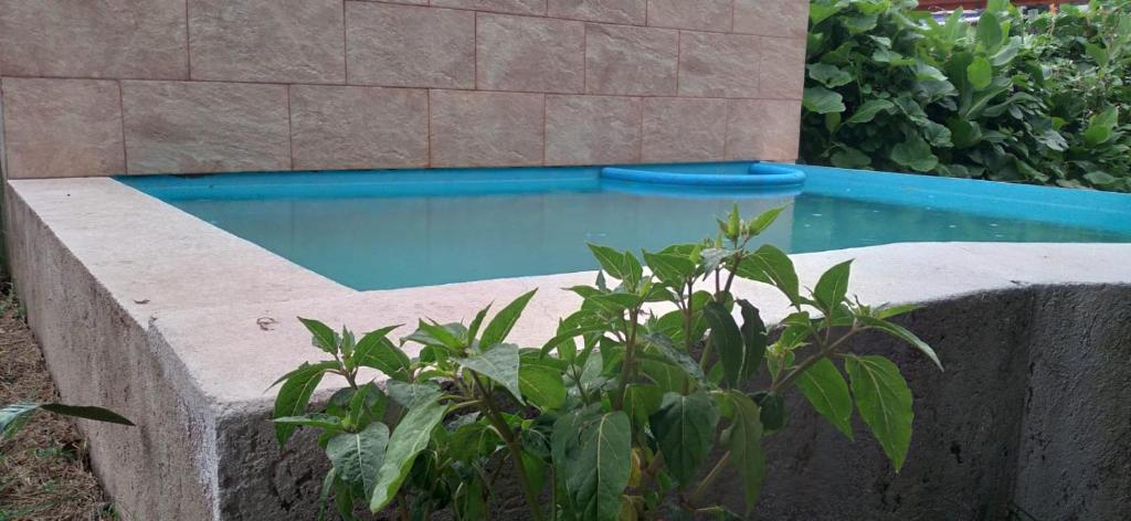 una piscina en un jardín con una planta en CASONA PINTORESCA en las sierras en San Roque