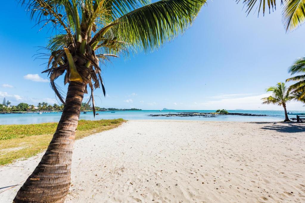 uma palmeira numa praia com o oceano em Quaint 4-bedroom Beach Villa in a fishing village em Grand Gaube