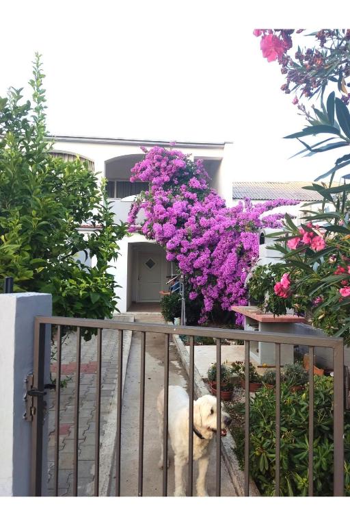Balkon lub taras w obiekcie Apartment Flowers