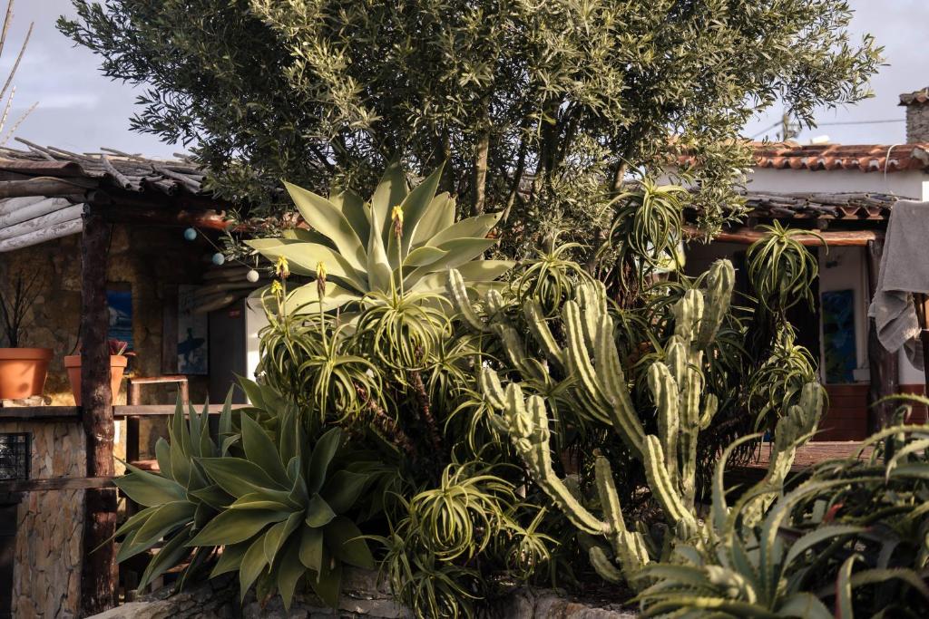 a group of plants in front of a house at João Jungle in Açafora