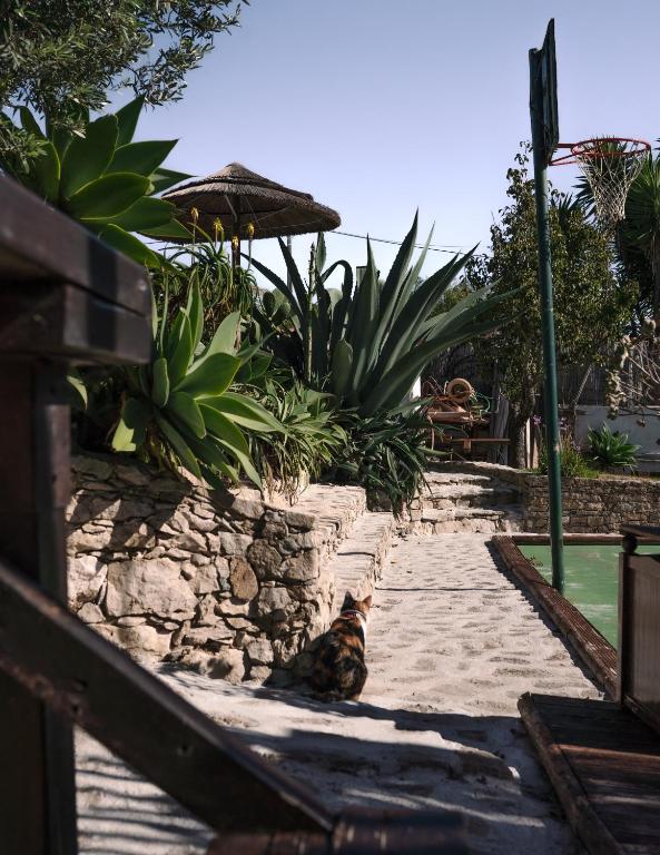 a cat sitting on a stone path next to a pool at João Jungle in Açafora