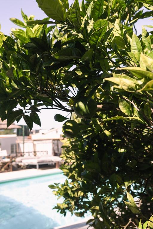 a tree with green fruit next to a swimming pool at João Jungle in Açafora