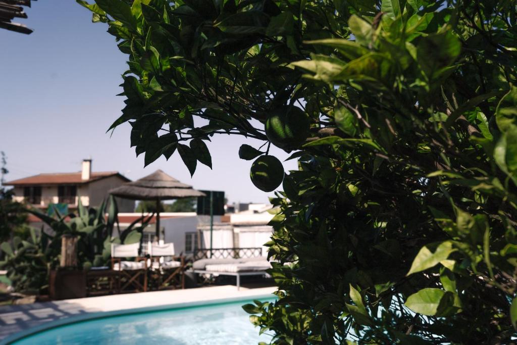 a pool with chairs and a gazebo behind a tree at João Jungle in Açafora
