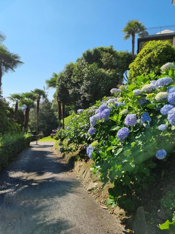 a row of purple flowers on a path at Apartment camelie with private beach in Baveno