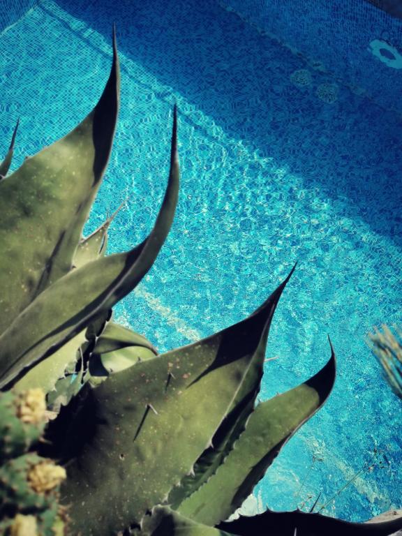 Bazén v ubytování L'Ulivo Resort nebo v jeho okolí