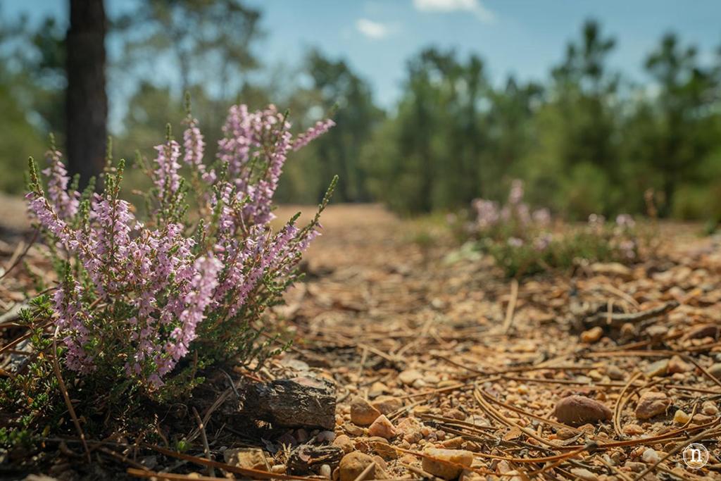 Zahrada ubytování Casa Rural " LA PARRA"