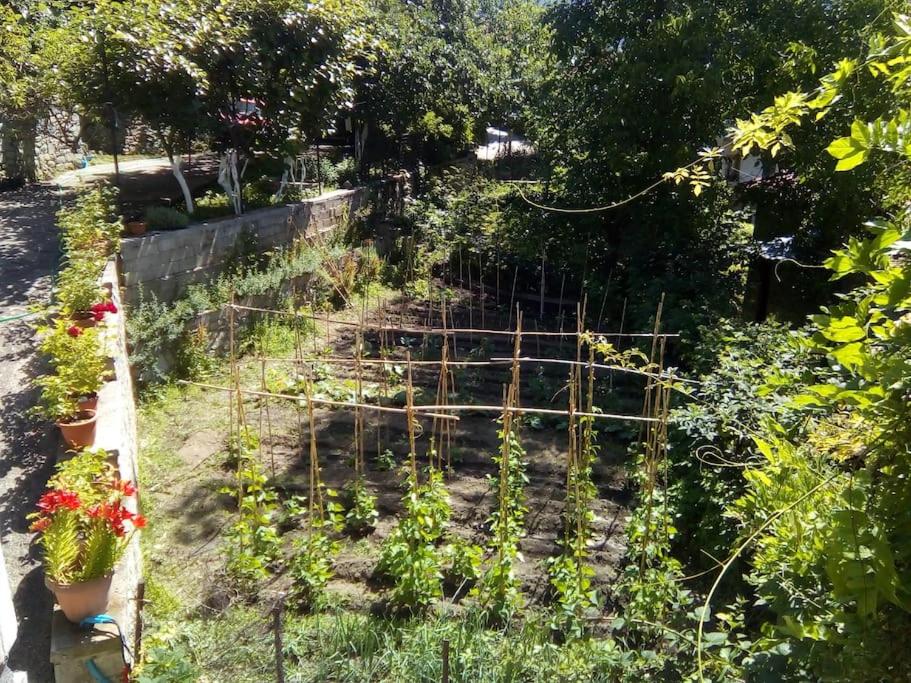 Zahrada ubytování Αρχοντικό Ειρήνη - 4 Metsovo