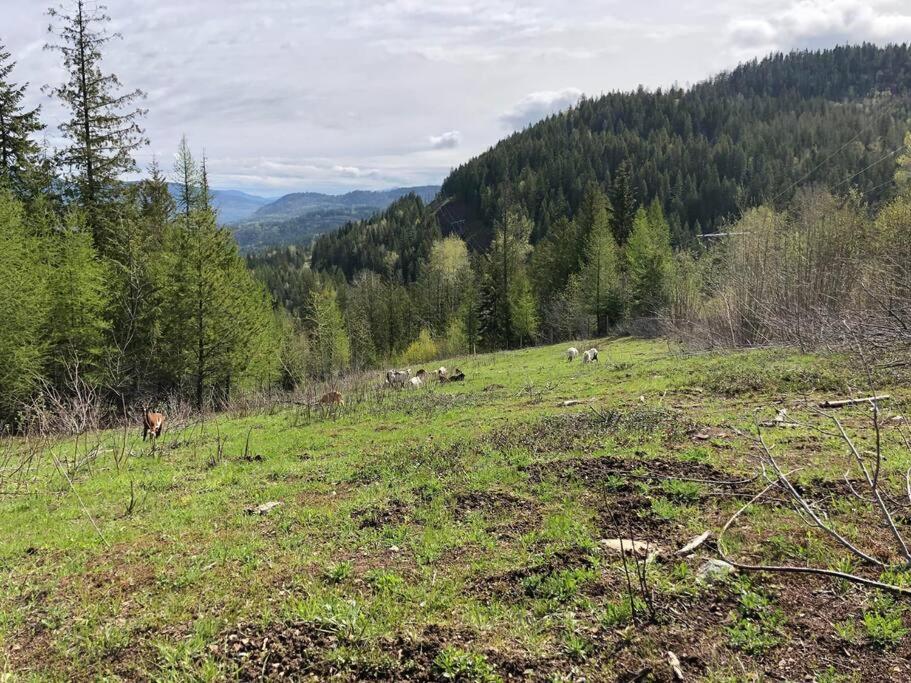 a group of animals grazing in a grassy field at Basement Suite on a Goat Farm in Rossland