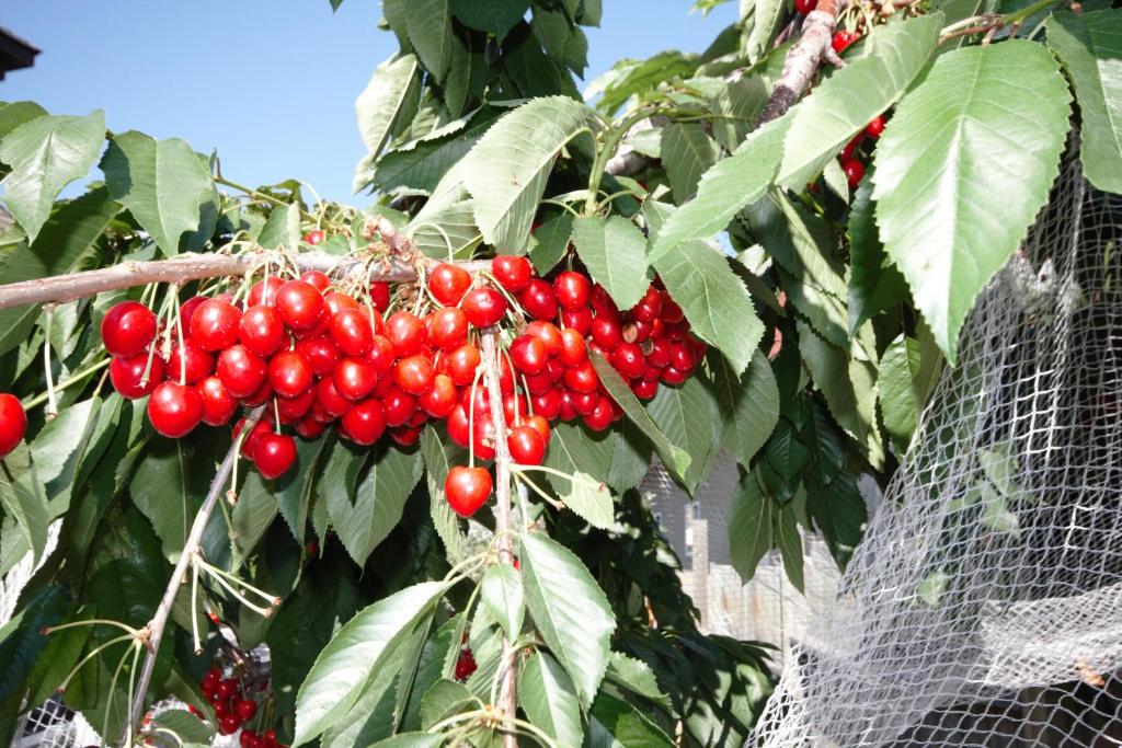 Zahrada ubytování Apple Tree Inn