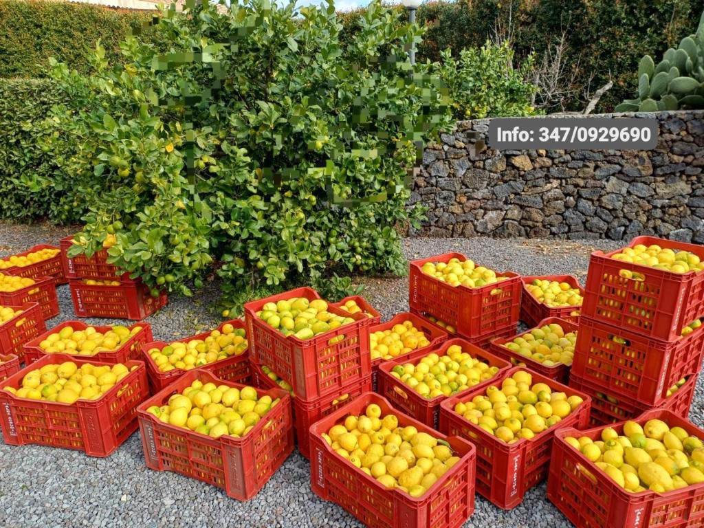 Fotografia z galérie ubytovania Profumo di Zagara Acireale v destinácii Acireale