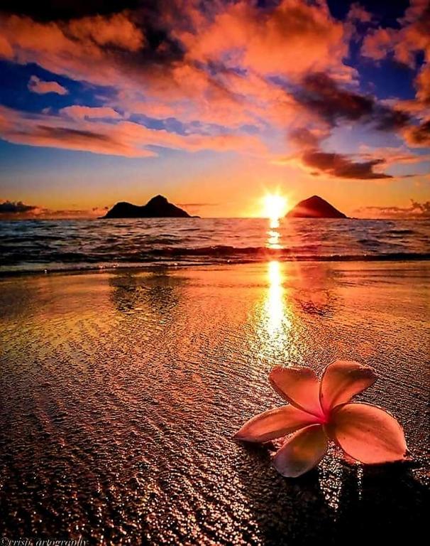 a flower on the beach with the sunset at KANALU BEACH APPATEMENT in Bouillante